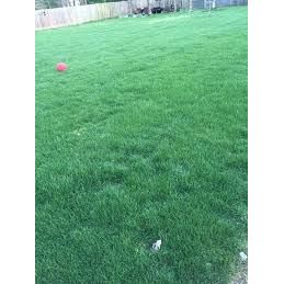 Chewing Fine Fescue Grass Seeds - 50 lbs. - Seed World