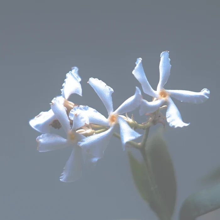 Botany Parfum